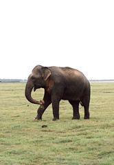 Fototapeta premium Lonely elephant in the savannah