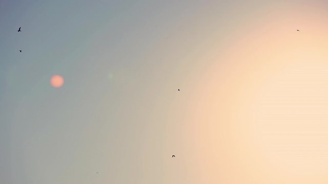 Flying seagull birds in sunrise sky