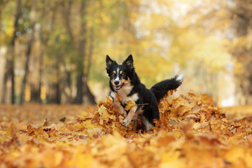 Border Collie dog plays in the autumn in the park with leaves. Walking with a pet in nature