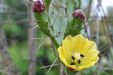 Cactus Flower