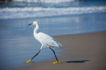 beautiful white bird