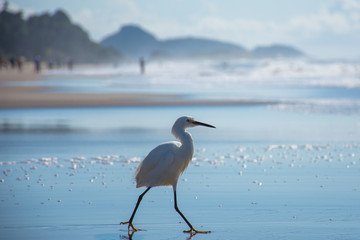 beautiful white bird