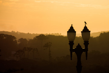 Obraz premium A bird wacthing a sunset