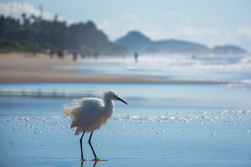 beautiful white bird