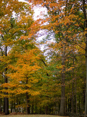 trees in full fall foliage in the backyard in autumn