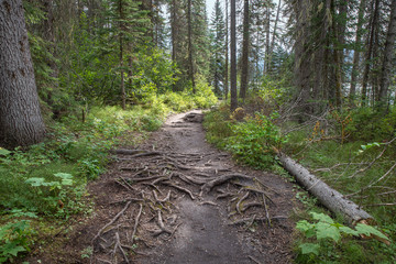 Emerald Lake Hiking Trail in Yoho National Park, Canada