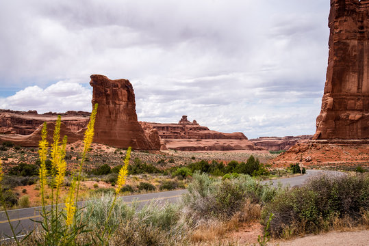 Wildflowers in Arches National Park