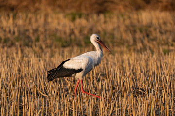 Fototapeta premium White stork (Ciconia ciconia)