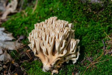 Coral mushrooms in the forest 