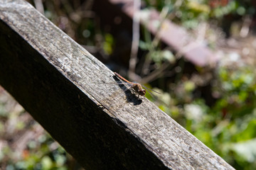 Front view of a dragonfly at rest