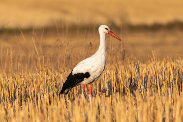 White stork (Ciconia ciconia)