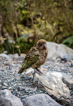 Kea bird sitting on a rock