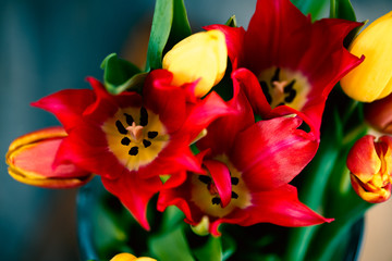 Close up of tulips