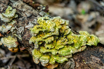 Forest mushrooms growing on the trees, Polyporaceae