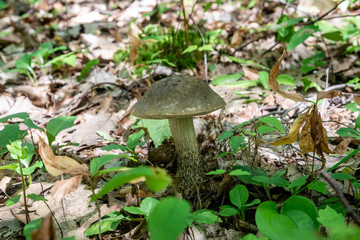 Birch bolete or Leccinum scabrum