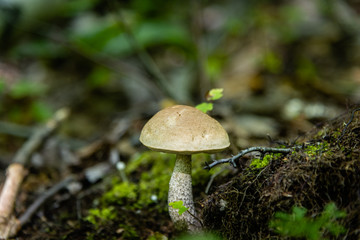 Birch bolete or Leccinum scabrum