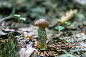 Orange cap boletus mushrooms, close-up