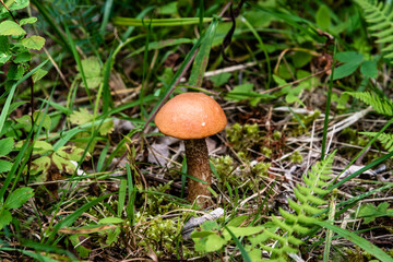 Orange cap boletus mushrooms, close-up