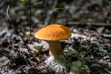 Orange cap boletus mushrooms, close-up