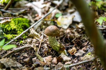 Obraz premium Orange cap boletus mushrooms, close-up