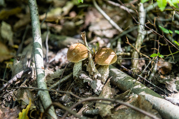 Orange cap boletus mushrooms, close-up