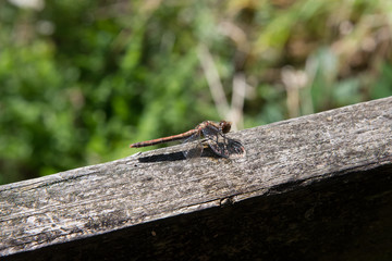 Dragonfly seen side on in Autumn