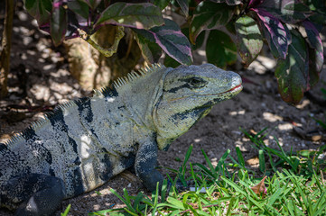 iguana in Cancun 
