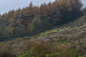 Sheep on a slope in front of a dry stone wall with fir trees in the background