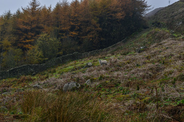 Fototapeta na wymiar A sole sheep on slope of a hill in front of a a dry stone wall with fir trees in the background