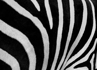 Fototapeta na wymiar Zebra pattern background black and white, close up, abstract photography