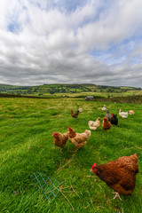 Free range chickens in a field [6]