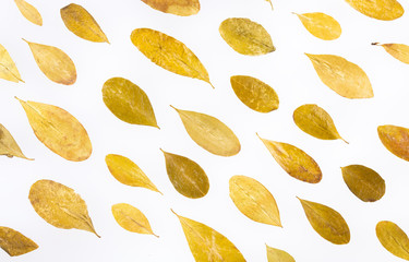 Dried coca leaves - Erythroxylum coca