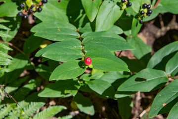 Fototapeta premium A single bright red berry in Cornish woodland