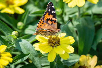 butterfly  on the flowers 