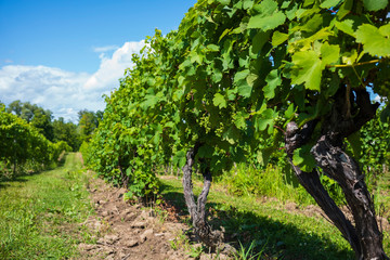 Fototapeta na wymiar Grapes grow in a vineyard, located in the Finger Lakes Region of New York State, for the purpose of producing white wine.