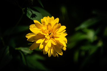 Isolated yellow dahlia flowers in the garden 