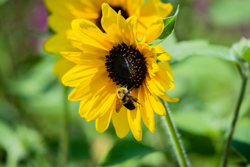 isolated sunflowers in the garden, close-up