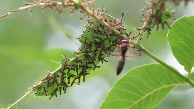 Group of young walnut caterpillars on tree leaves being hunted by predatory wasp