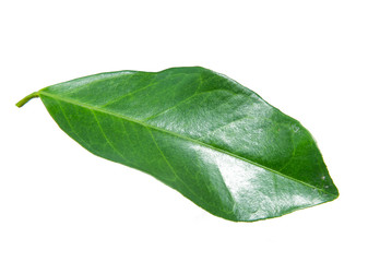 Fototapeta premium Green orange fruit slice isolated on white background