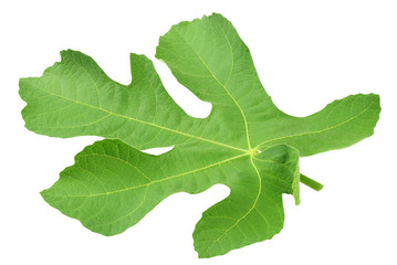 fig leaf isolated on a white background
