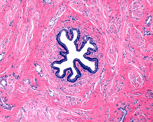 Human breast. Lactiferous duct
