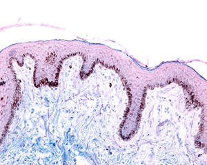 Breast nipple. Pigmented skin. Cajal-Gallego stain