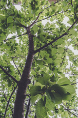green leaves of tree