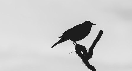 silhouette of a bird