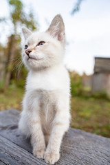 Naklejka na ściany i meble A cute, little kitten with blue eyes sits on a wooden bench.
