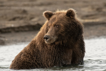 Plakat Brown bear; Lake Clark NP; Alaska