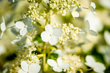 Fototapeta na wymiar Shrubs with white flowers, bees 