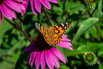 Fototapeta na wymiar Echinacea flower, Cone-flowers with butterfly on 