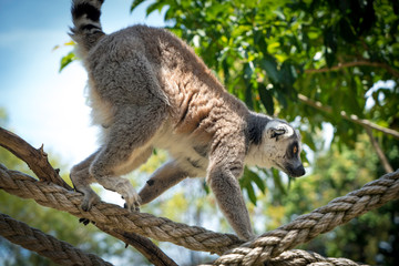 Lemurs In Sydney Zoo, Australia
