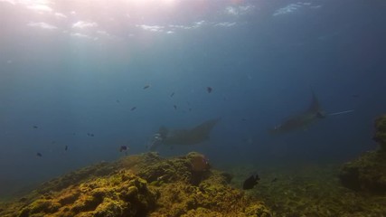 Beautiful Pair Of Gentle Manta Rays. Group Of Graceful Peaceful Mantas Swimming Together. Calm Sea Rays Gliding In Blue Water Cleaning Station & Sunlit Sea Surface. Pelagic Filter Feeders Marine Life